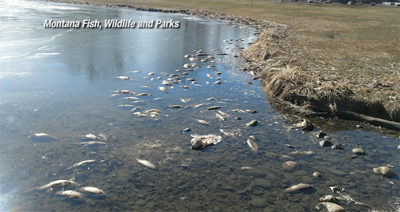 Winter takes its toll on local fish ponds