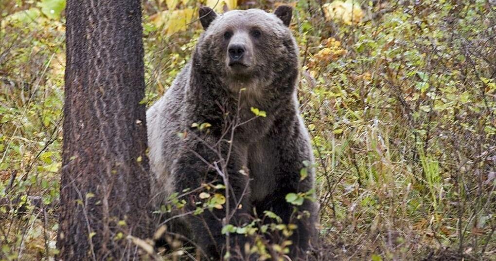 Female grizzly bear euthanized near Augusta for livestock predation, not related to nearby attack on hunter