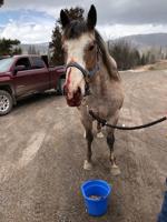 Montana Highway Patrol responds to vehicle-horse collision near Stanford