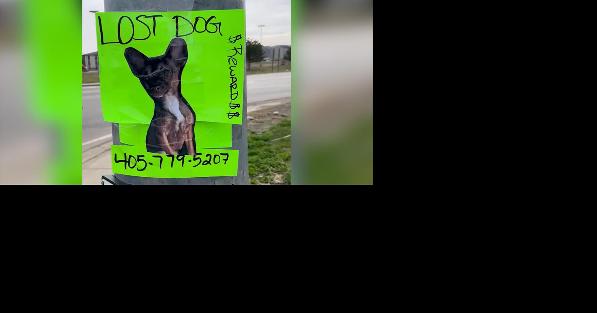 Oklahoma woman refusing to leave Billings until lost chihuahua found shares sad news