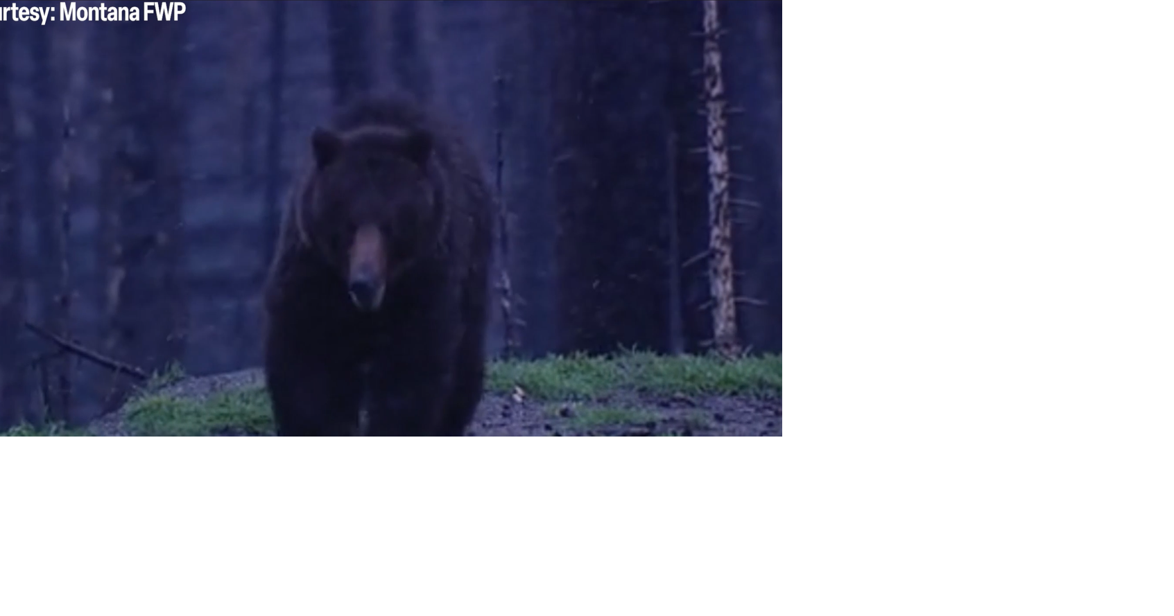 Grizzly bear tracking research aims to balance conservation and human ...