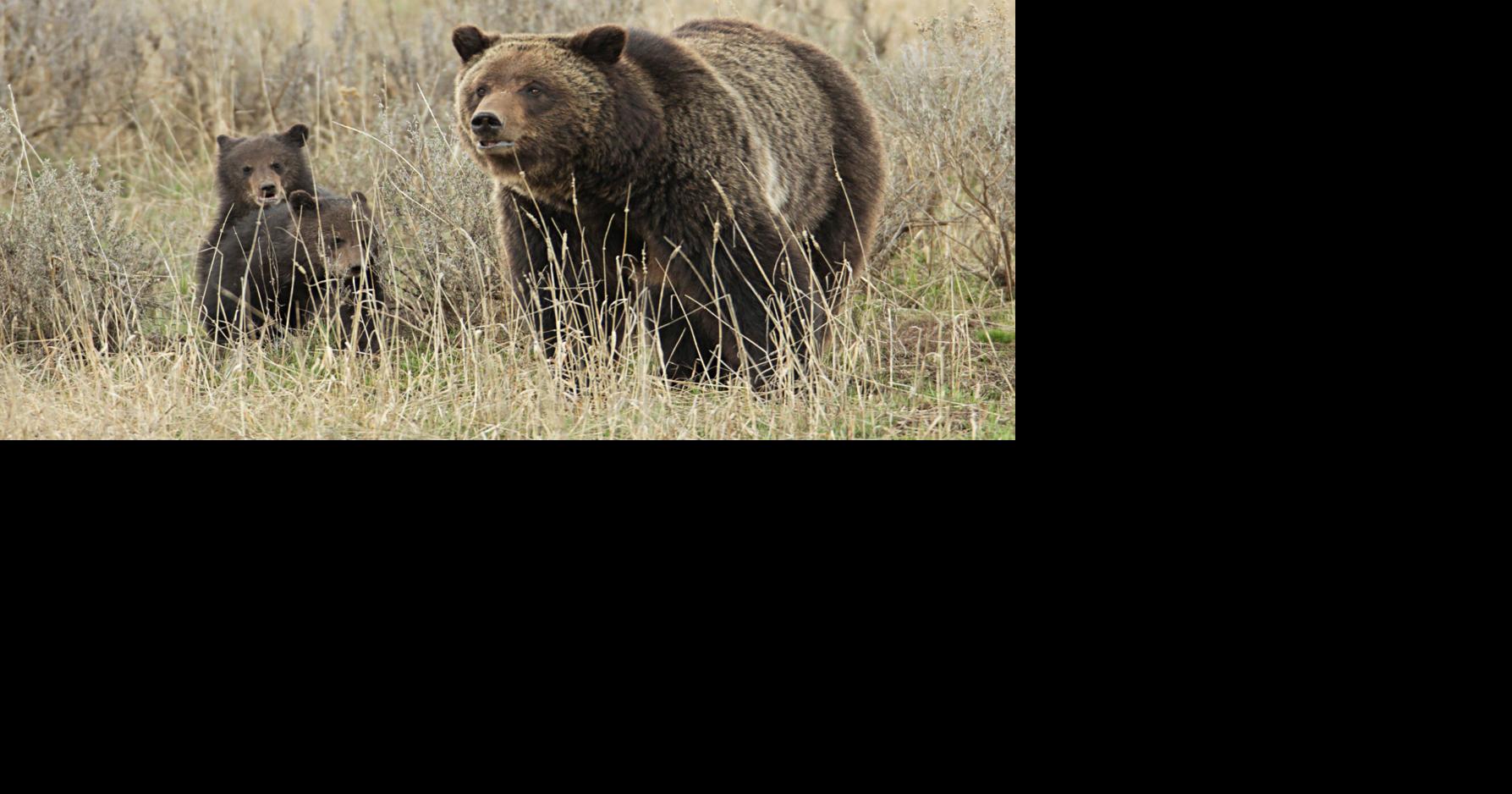 Two hikers injured in bear encounter near Old Faithful