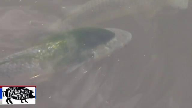Spotted Hairy Fish Spotted In Japanese River Top Story Kulr8 Com
