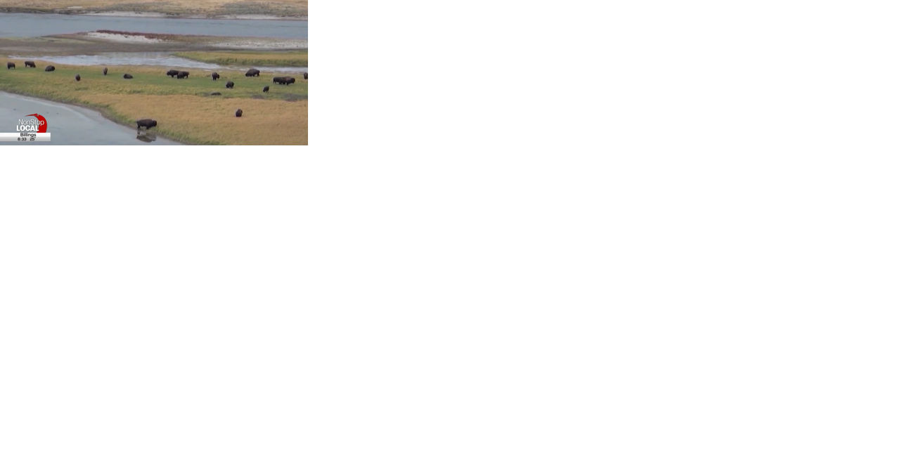 Bison could soon return to the Great Plains and other areas of the U.S. through new framework - Vimarsana News
