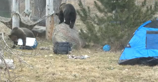 Montana Fish, Wildlife and Parks hosts Bear Aware Day at ZooMontana Saturday - Vimarsana News