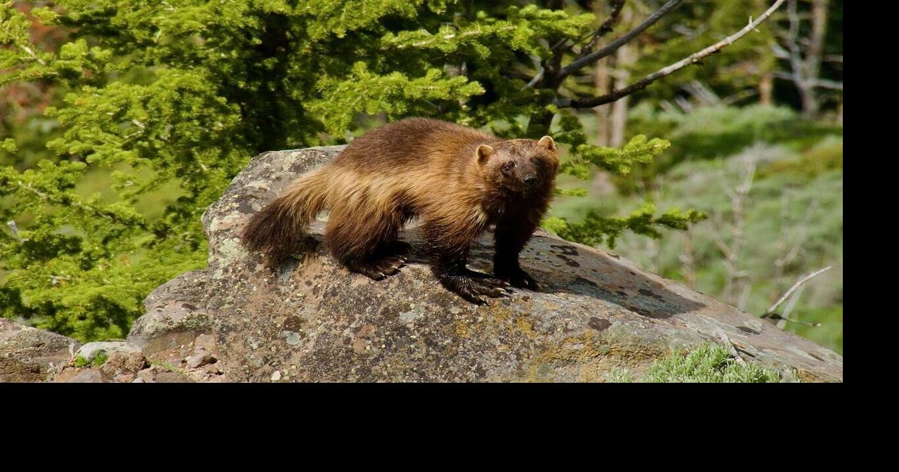 Lawsuit asks court to order Fish and Wildlife to designate wolverine habitat