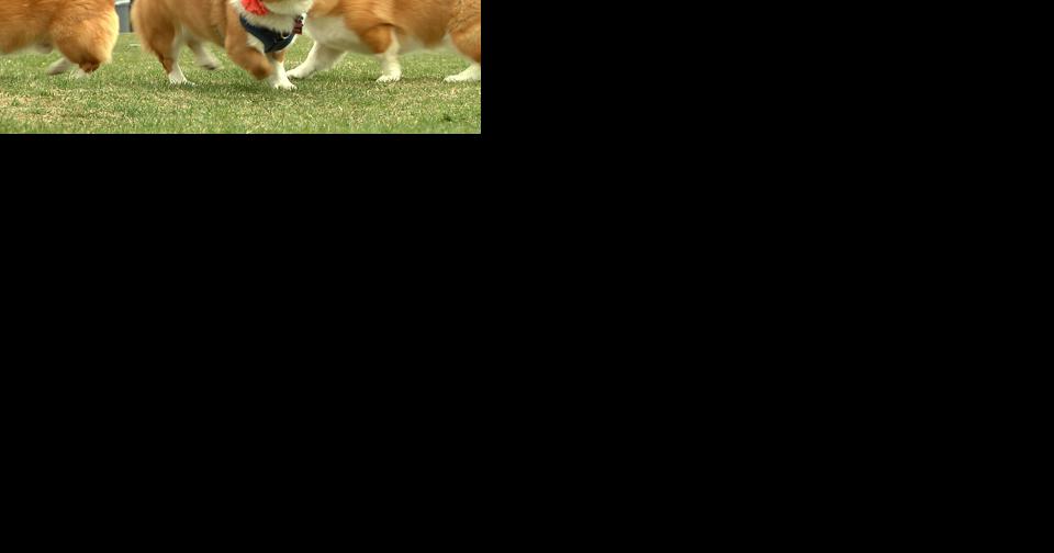 'Corgi Extravaganza' hopes to raise money for school playground - Vimarsana News