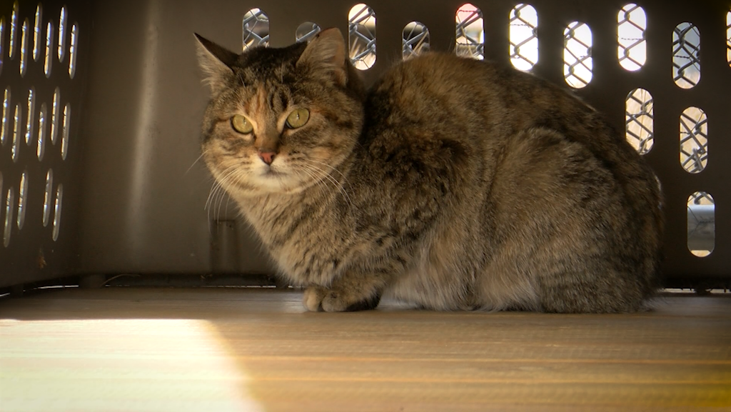 cat vaccinations for cattery