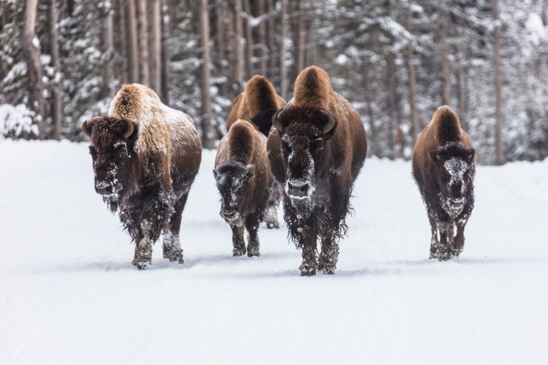 American Prairie Reserve partners with Native Nations to further bison conservation