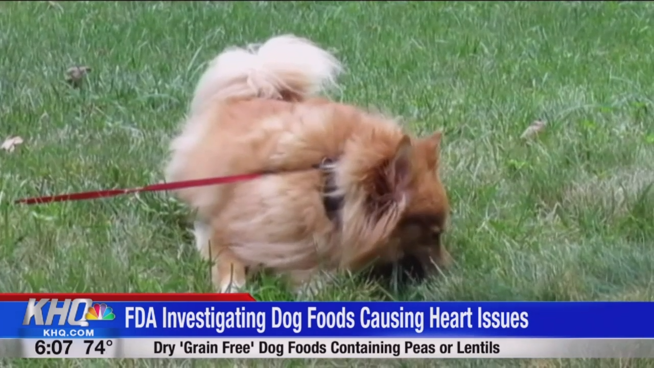 grain free dog food heart issues