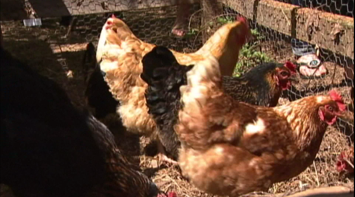 Backyard Chickens Linked To Salmonella Outbreak News Kulr8 Com