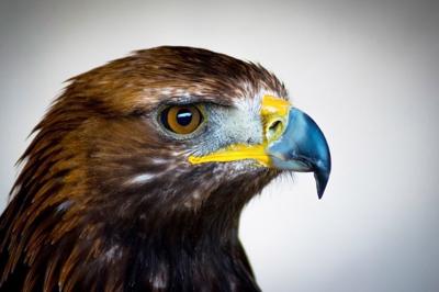 Golden Eagle Dies In Yellowstone Of Extremely High Lead