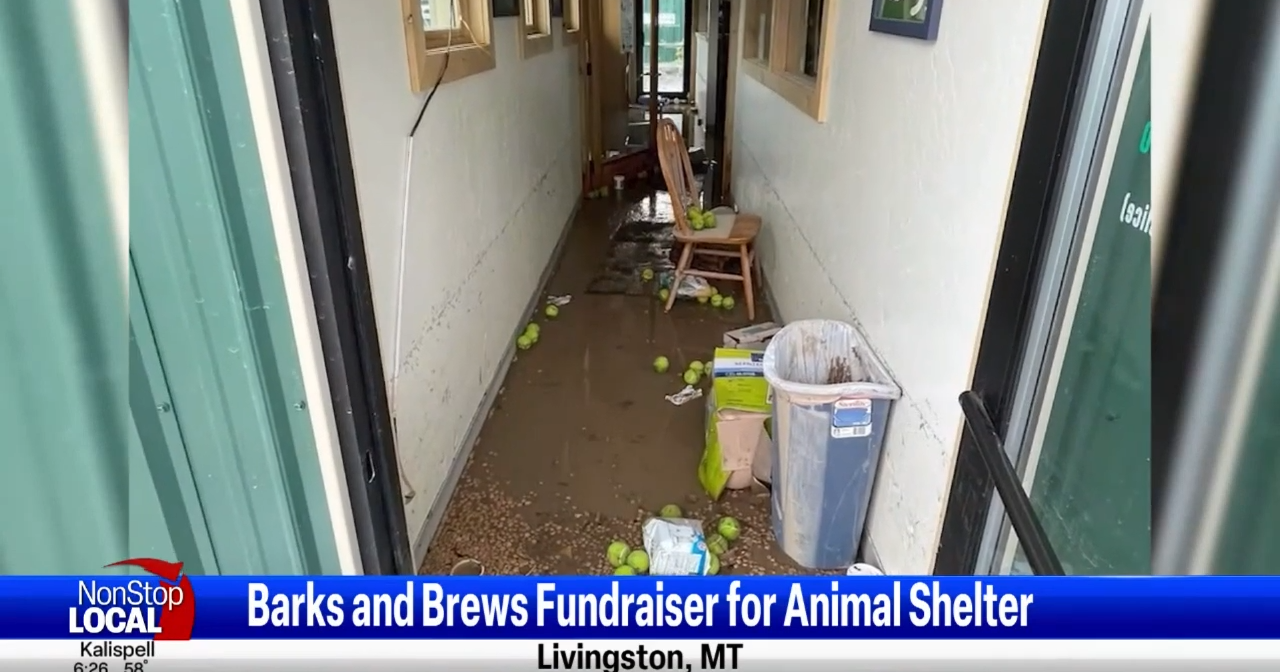 Barks and Brews Run to raise money for Stafford Animal Shelter - Vimarsana News