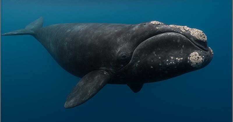 New Jersey’s Save Long Beach Island Sues NOAA for Failure to Protect Migration Corridor of Critically Endangered North Atlantic Right Whale