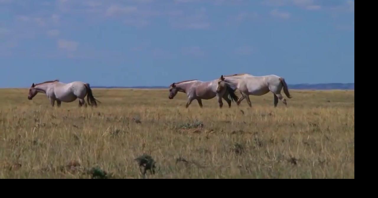 Western Ag Network: BLM Wild Horse program