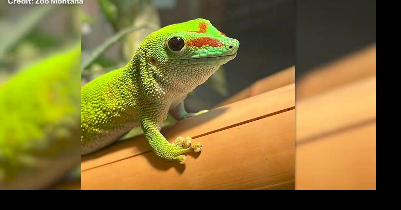 ZooMontana's Madagascar day gecko turns 19 in Billings | Top Video ...