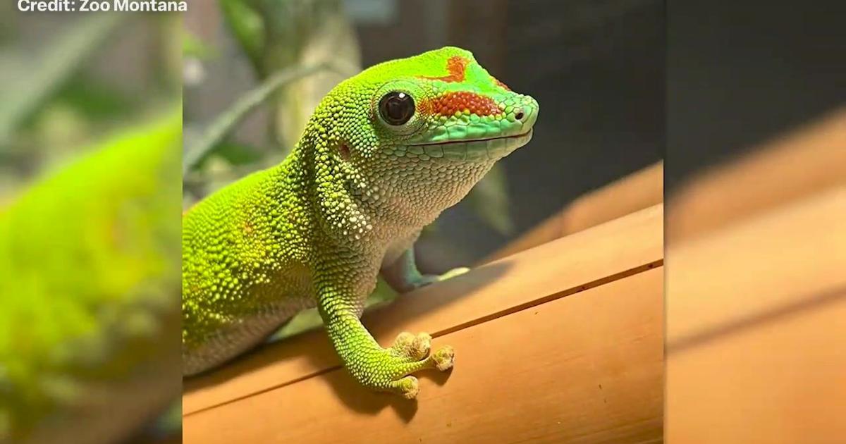ZooMontana's Madagascar day gecko turns 19 in Billings | Top Video ...