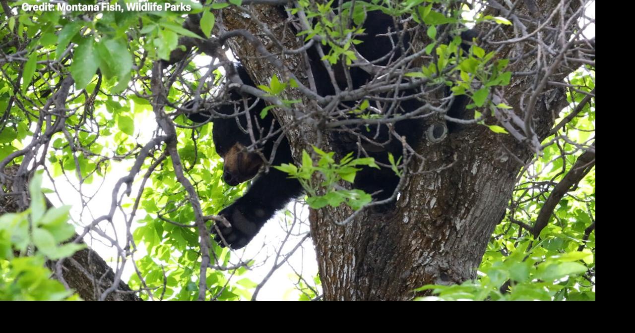 Bear sightings rise in Bozeman as FWP urges properly storing attractants