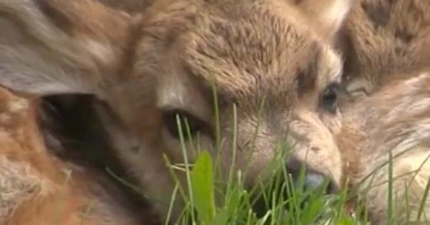 Montana hunters face midnight deadline for deer and elk tags