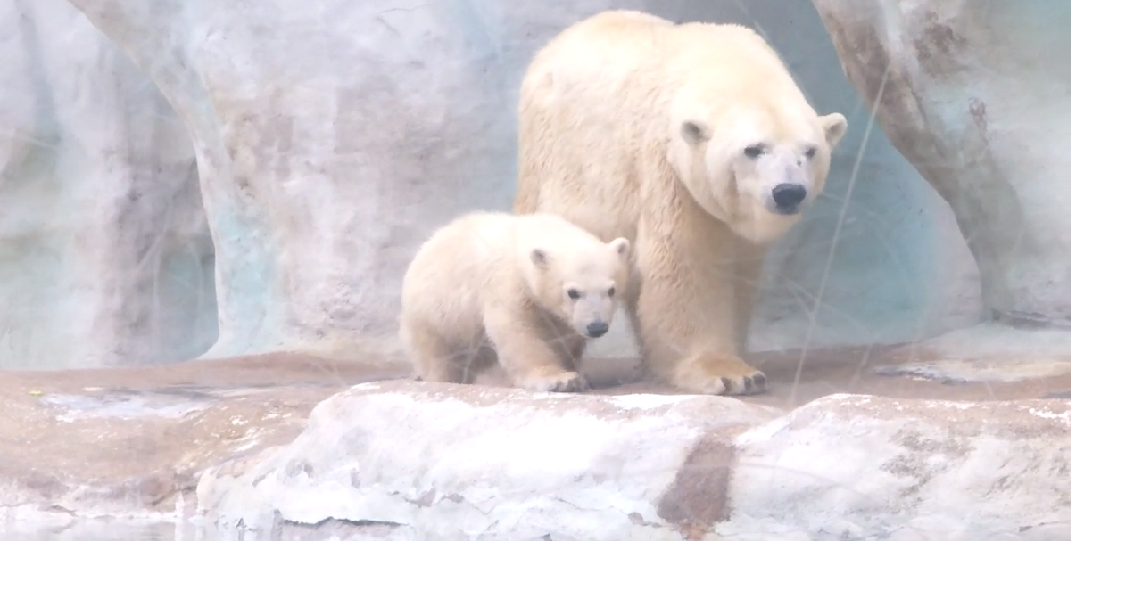 Twin polar bear cubs now on exhibit at Toledo Zoo