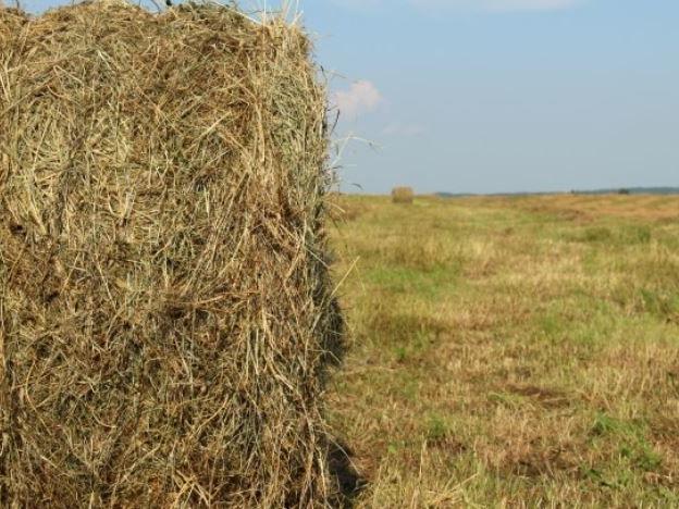 MDA issues guidance for out-of-county, state hay shipments - Vimarsana News