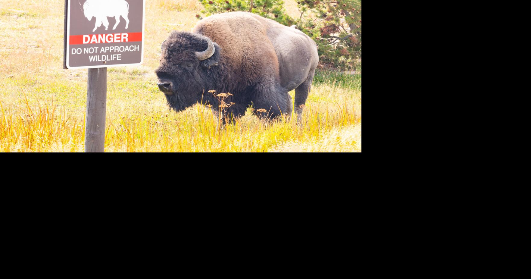12-year-old visitor injured by bison in Yellowstone Nat’l Park