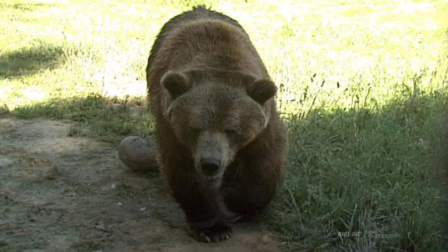 ZooMontana grizzly bear vault image