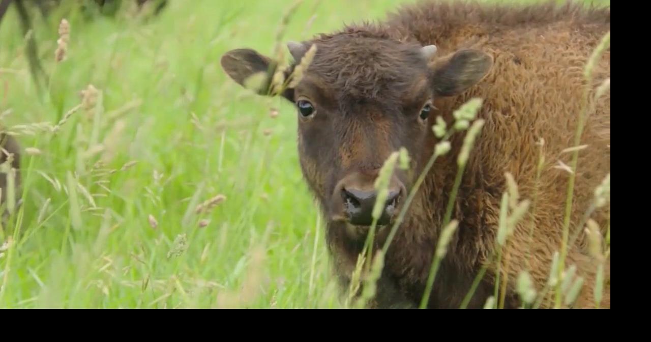 Montanan officials comment on Bison relocation