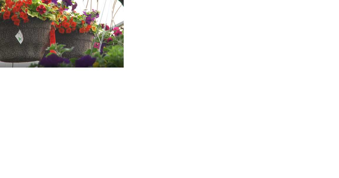 Cold temperatures delay downtown flower baskets - Vimarsana News