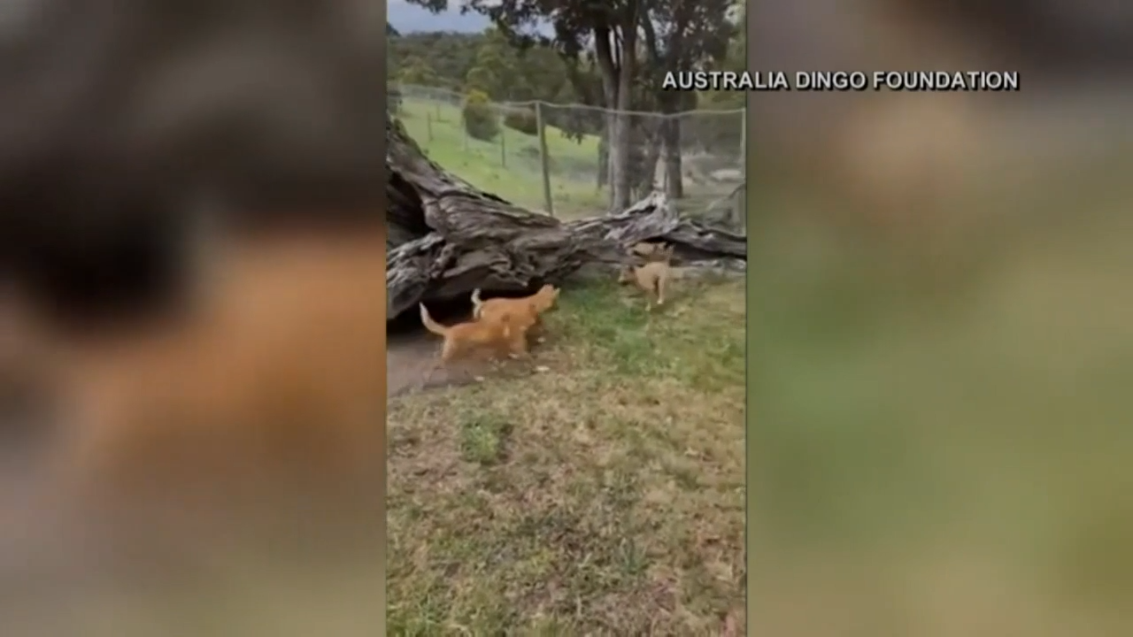 Rare Dingo Becomes Internet Sensation After A Bird Drops Him Into A Sanctuary In Australia Top Story Kulr8 Com