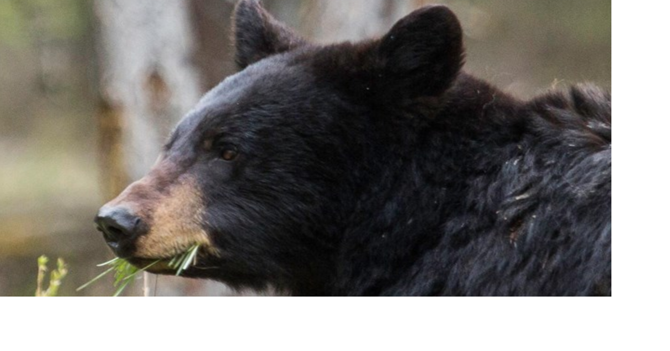 Yellowstone Wildlife Sanctuary to host bear safety class Billings