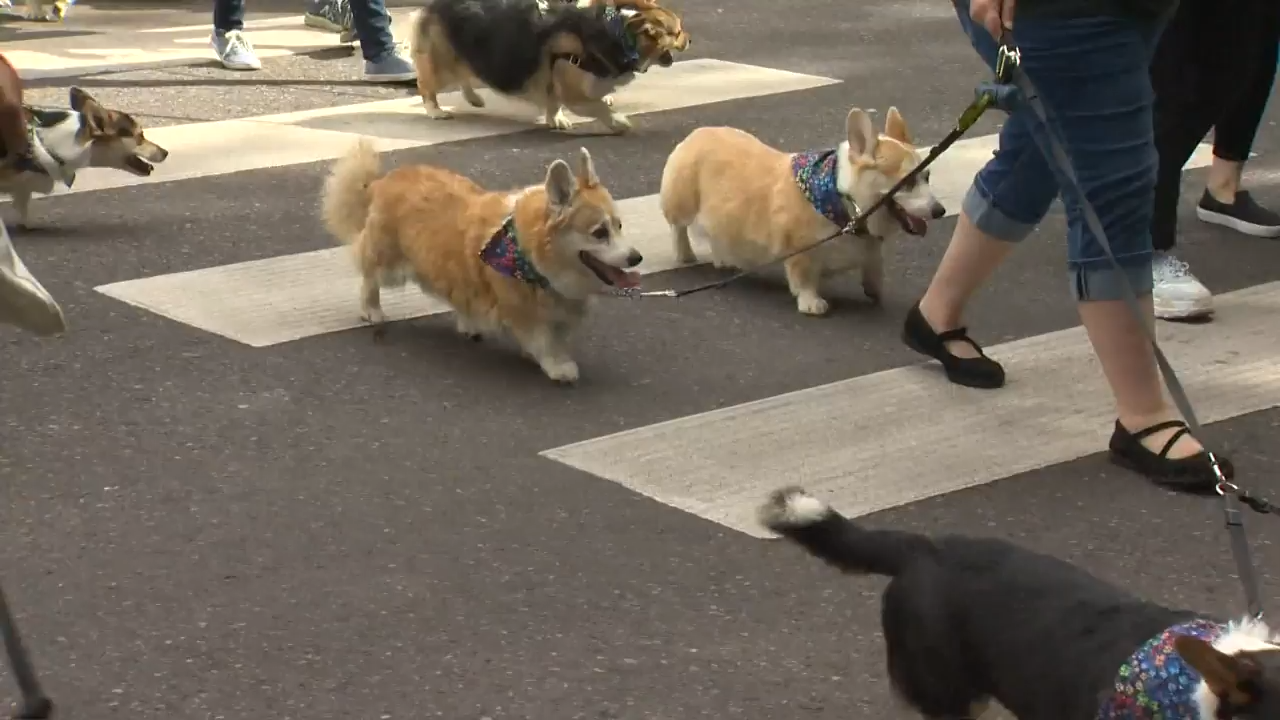 The 12th annual Corgi Walk held in Portland despite protests
