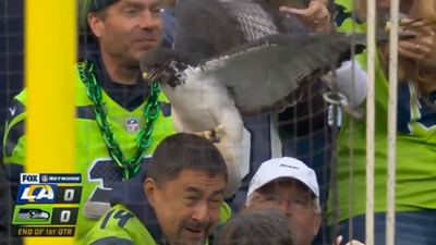 Seattle Seahawks mascot perches on fan's head, News