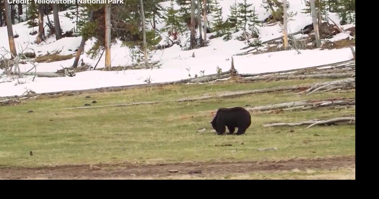 Montana bear safety tips with FWP expert