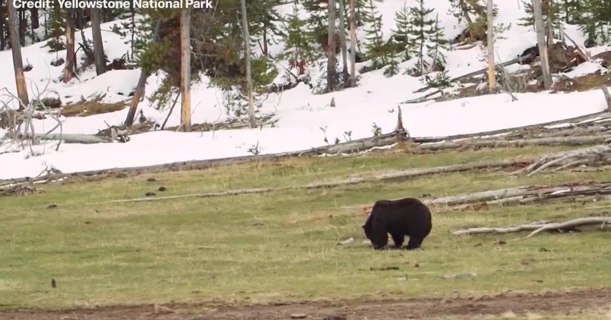 Montana bear safety tips with FWP expert