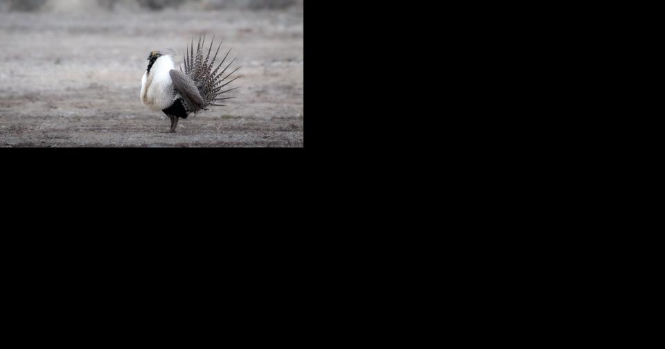 Grand Teton Nat'l Park rangers taking public on tour to view strutting sage grouse - Vimarsana News