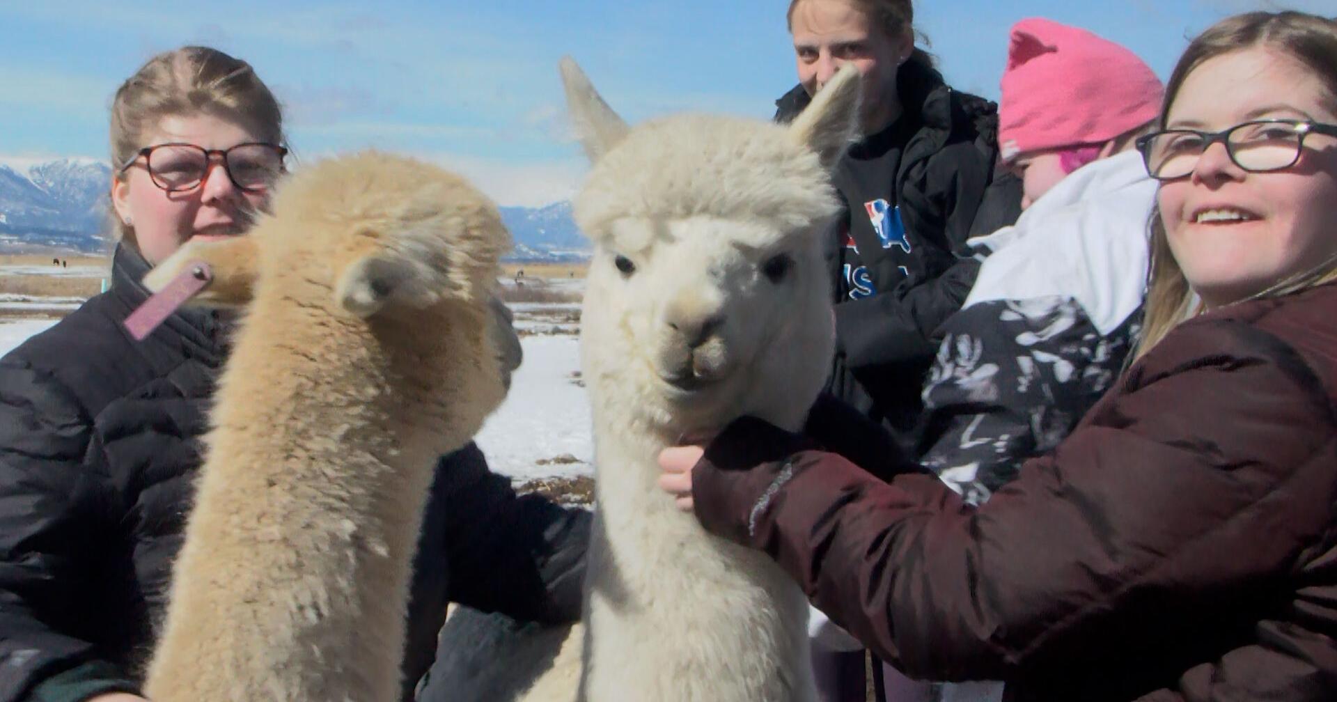 Billings Eagle Mount members visit with alpacas - Vimarsana News