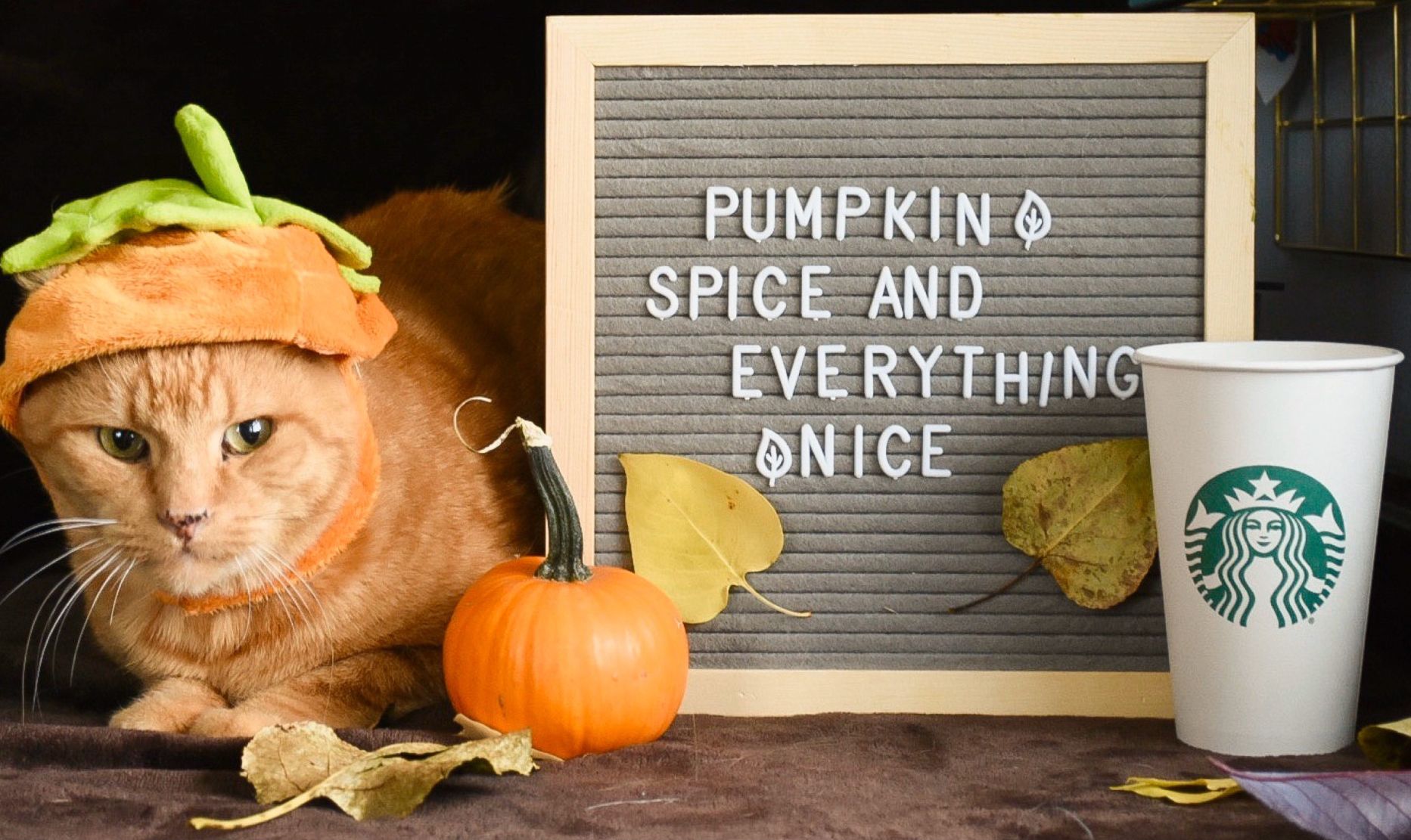 pumpkin spice cat