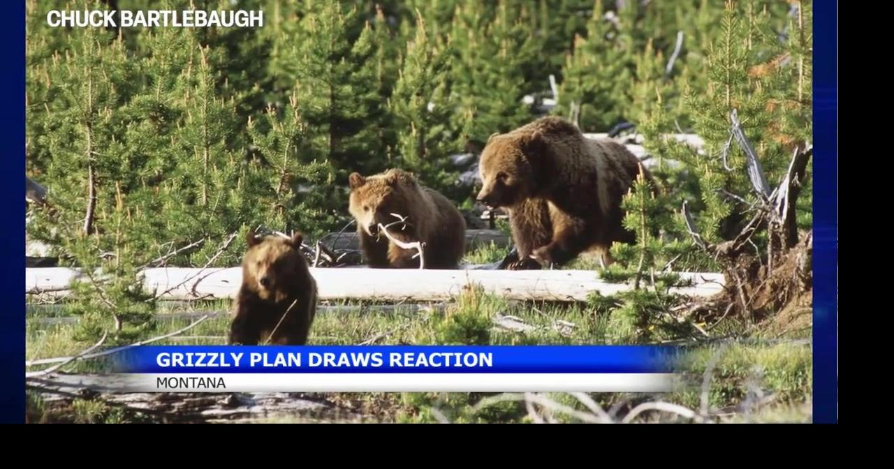 Bear specialist weighs in on grizzly status, safety