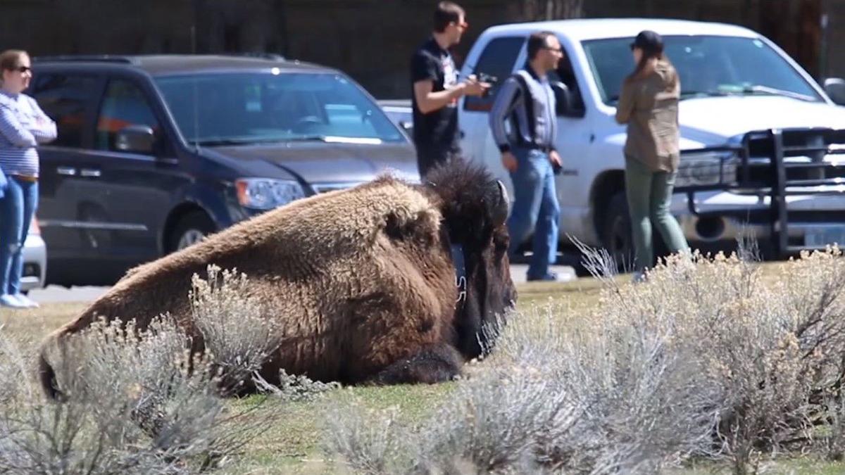 Yellowstone Visitors Respond To Viral Bison Attack Regional Kulr8 Com