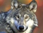 2 Montana men cited over helicopter poaching of wolves
