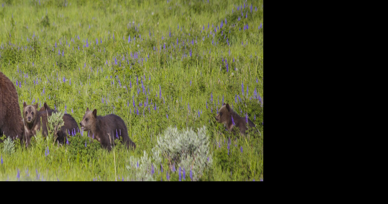 Beloved grizzly bear 399 killed in a car crash near Jackson, Wyoming