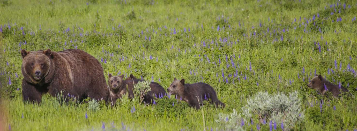 Beloved grizzly bear 399 killed in a car crash near Jackson, Wyoming