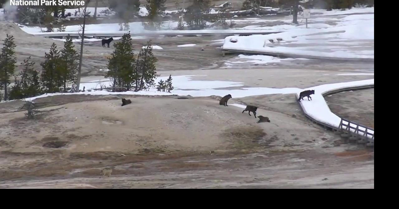 Wyoming wolf numbers fall as disease spreads