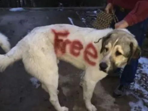 Helena Family Finds Dog Spray Painted Free Montana News