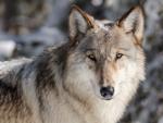 US: Wolves may need protections after states expand hunting