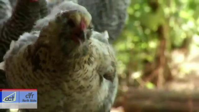 Cdc Provides Updates On Salmonella Outbreaks In Backyard Chickens