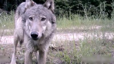 Wolves habituating in Cooke City; possibly baited in by people