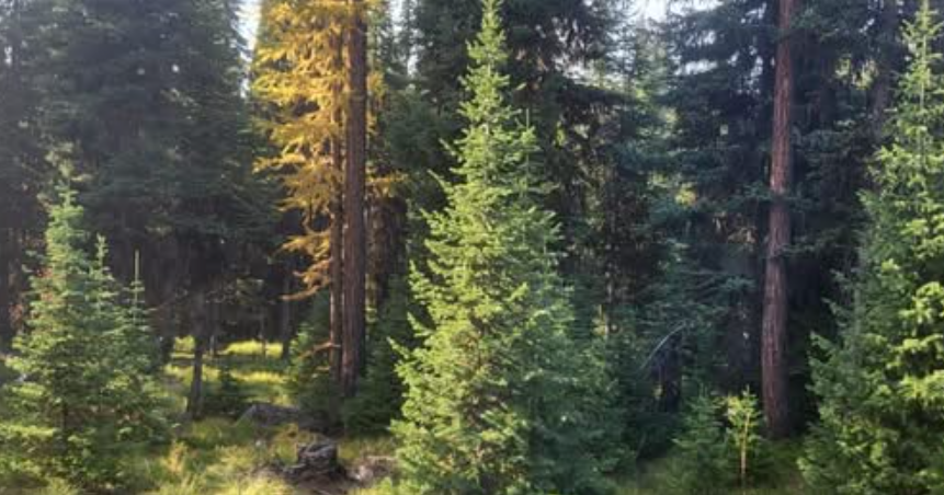 State of Montana offering $1 tree permits through January