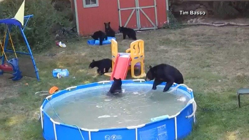 bears in pool new jersey backyard